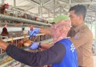 Tingkatkan Kesehatan Ternak, Ayam Petelur di Lapas Terbuka Kelas IIB Nusakambangan Divaksin Medivac ND–AI H5N1