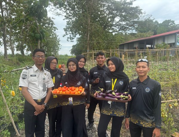 Lapas Kelas IIA Kembang Kuning Ikuti Panen Raya Ketahanan Pangan Serentak Kemenimipas, Panen Terong dan Tomat