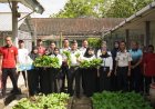 Optimalisasi Lahan Produktif, Lapas Besi Panen Sawi Wujudkan Ketahanan Pangan